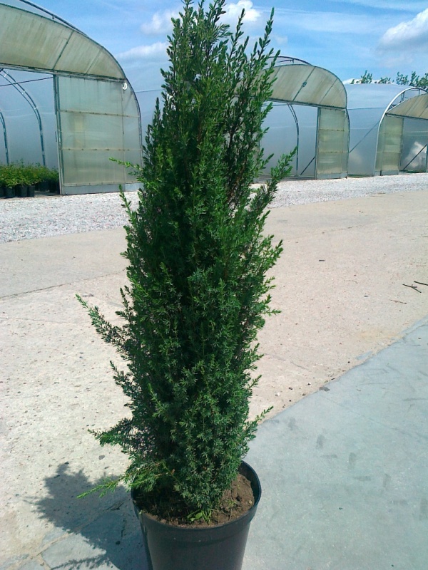 Можжевельник обыкновенный Арнольд